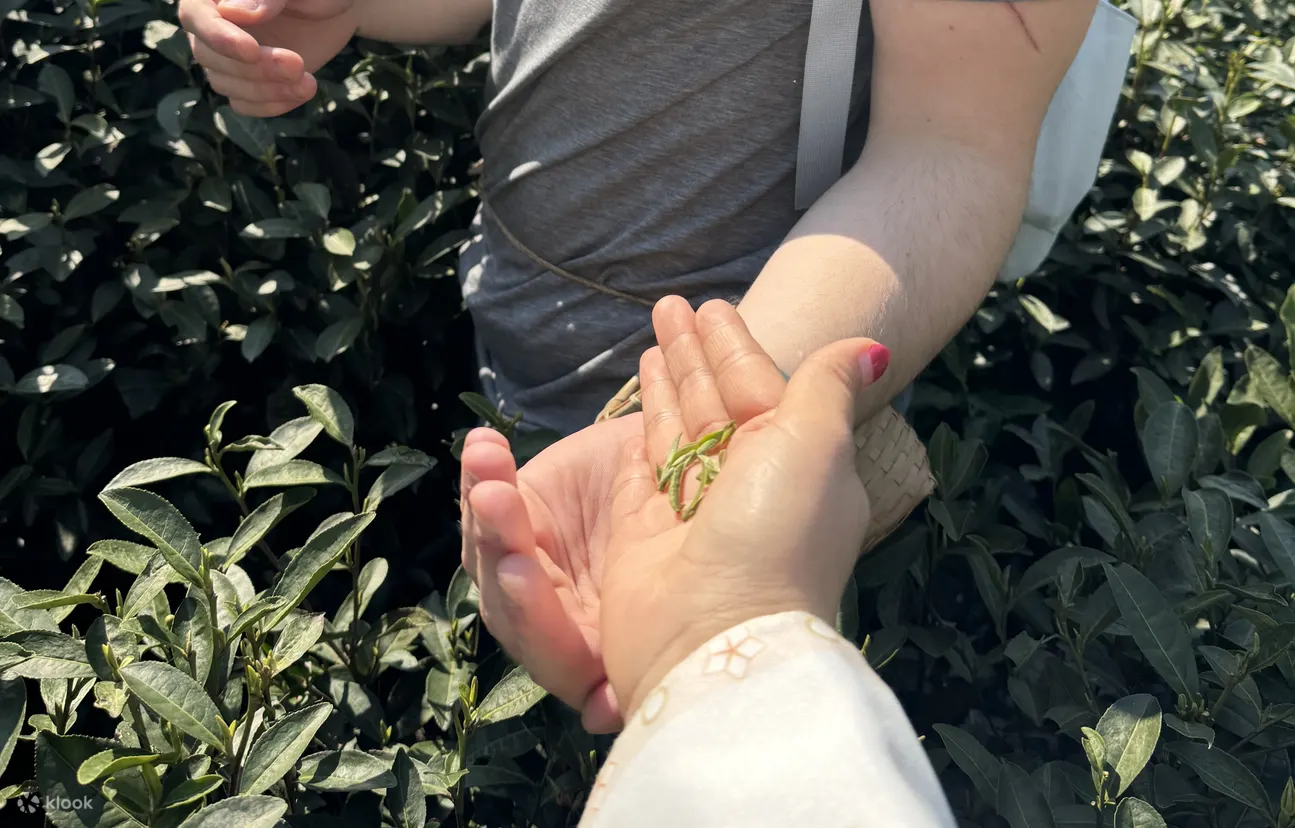 茶乡采茶轻徒步，探索富氧水库的奥秘所在