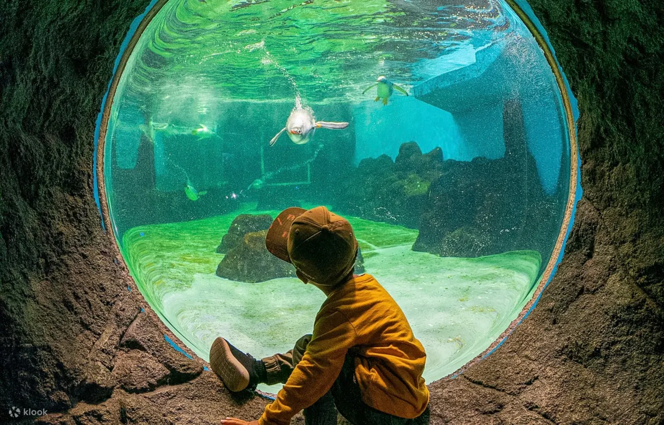 雪梨水族馆 - 雪梨水族馆企鹅游泳