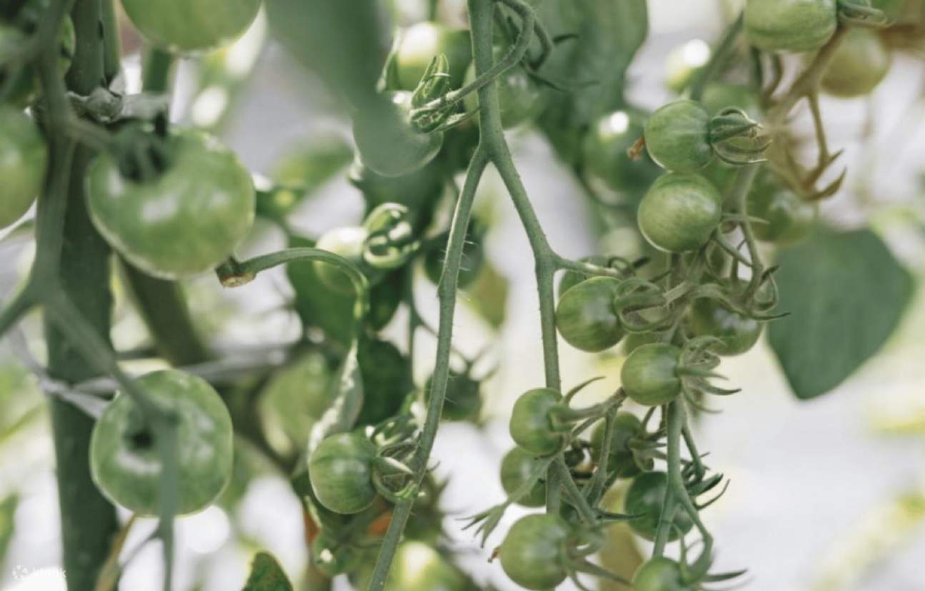 Kyoto: Yamashina Farm Tour dengan Sarapan