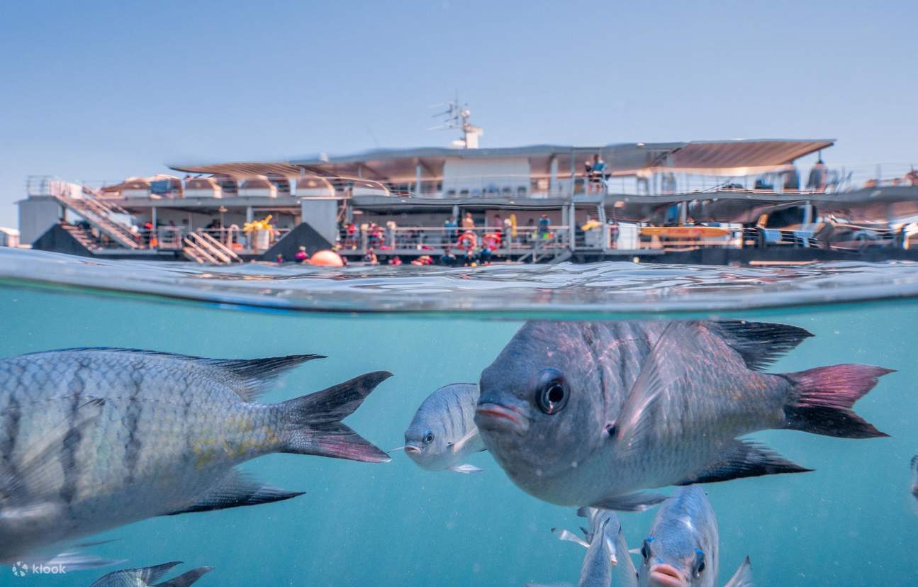 Great Barrier Reef Cruises dari Airlie Beach atau Hamilton Island