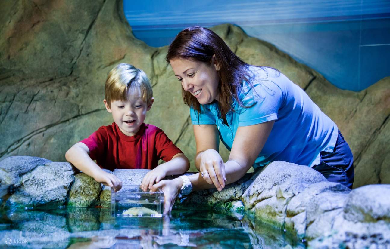 Сиднейский аквариум - Сиднейский аквариум Discovery Rockpool