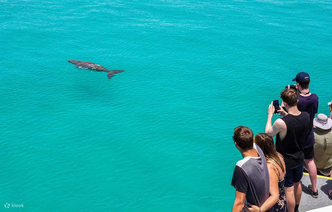 Delfin- und Tangalooma-Wrack-Schnorchelkreuzfahrt ab Brisbane - Klook ...