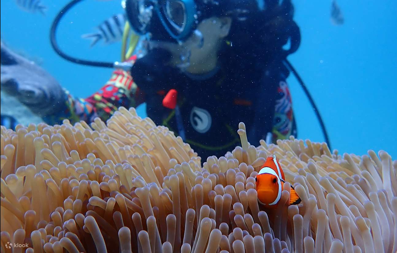 Immersive Okinawa Blue Caves: Snorkeling / Diving Experience, Choose ...