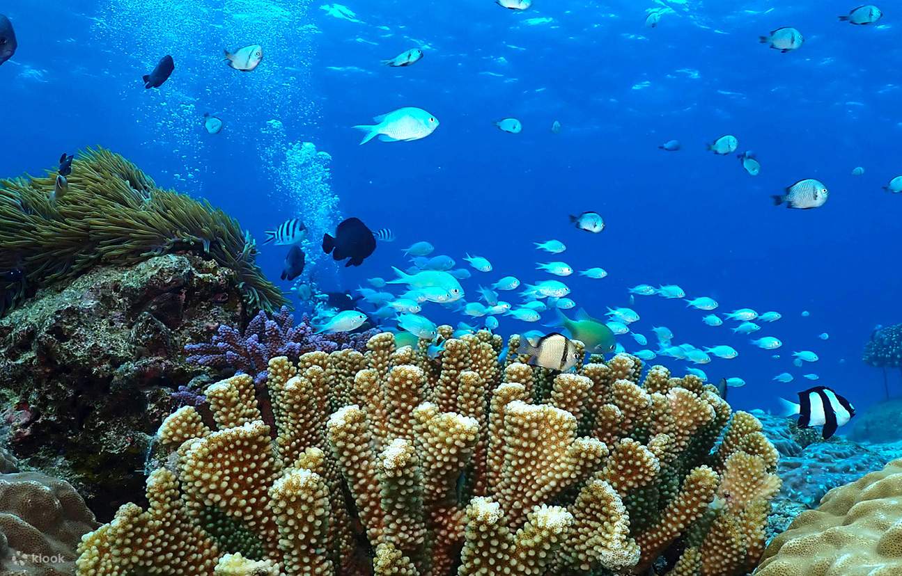 Okinawa｜Onna Blaue Grotte Schnorchel- & Taucherlebnis｜Kantonesischsprachiger Tauchlehrer