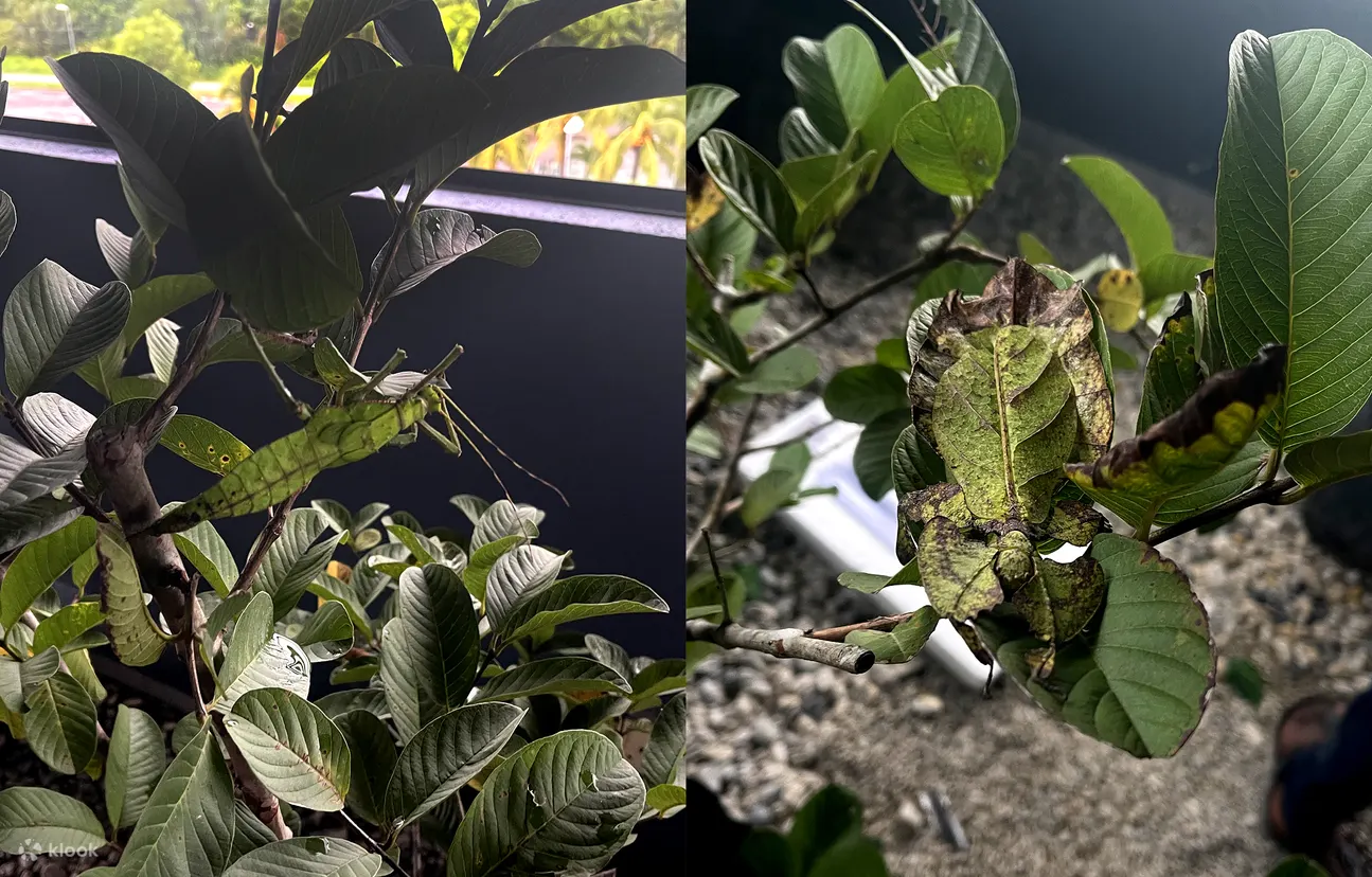 丛林若虫和叶昆虫
