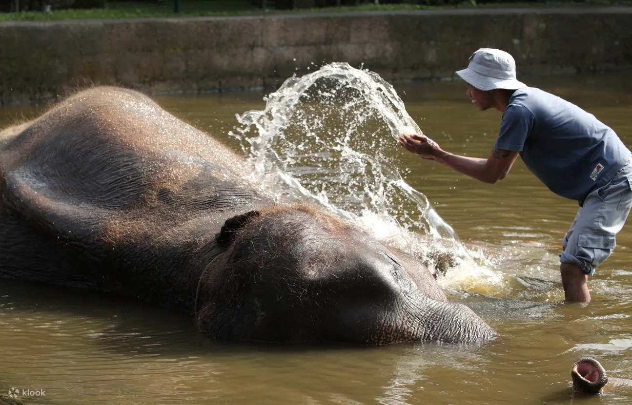 people riding elephant at mason elephant park