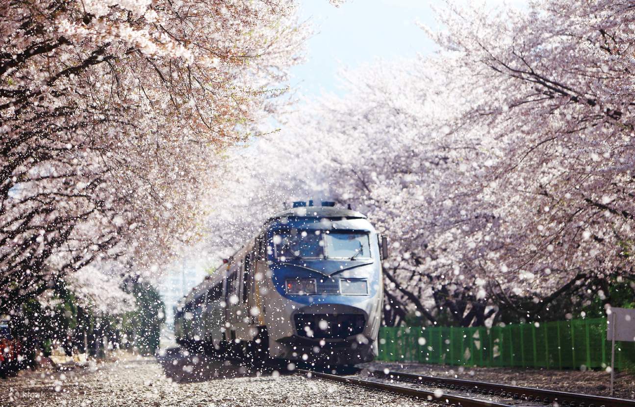 釜山からの鎮海桜ツアー | Klook