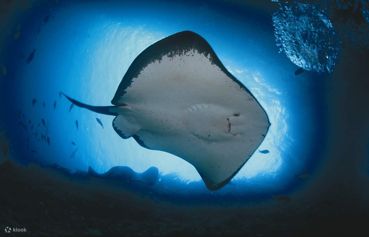 Mantarraya