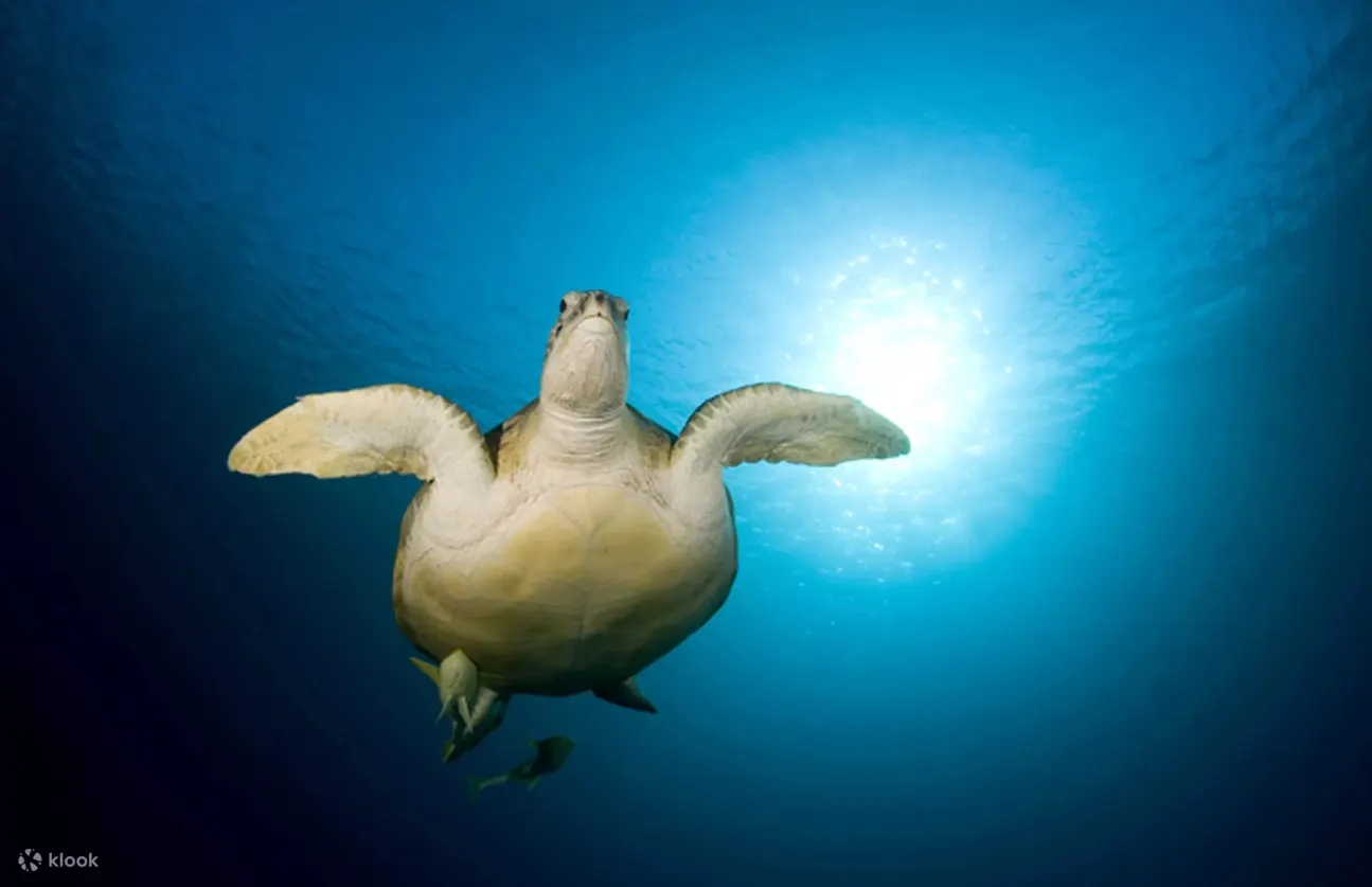 近距离接触迷人的海洋生物：初学者潜水员可以在图兰奔的水下保护区享受难忘的时光。