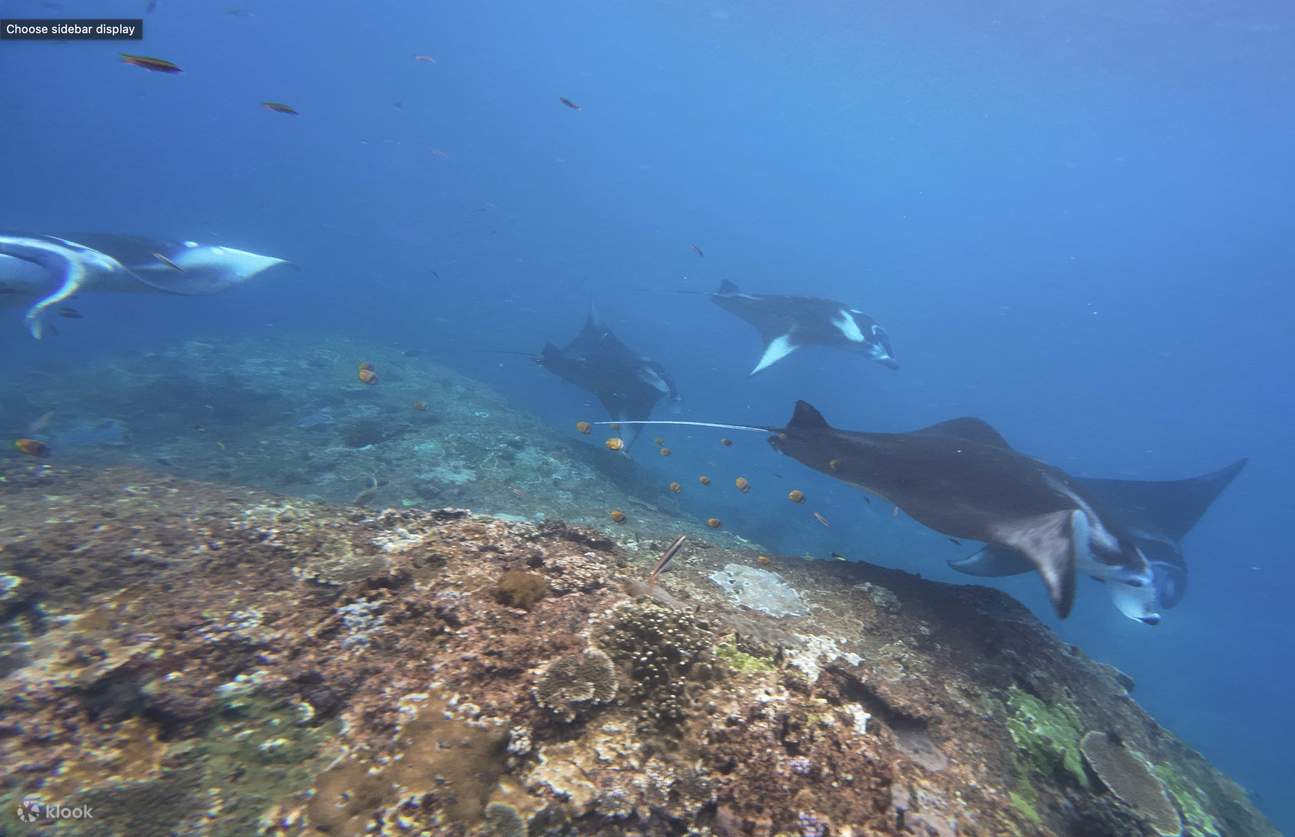 Manta Ray浮潜