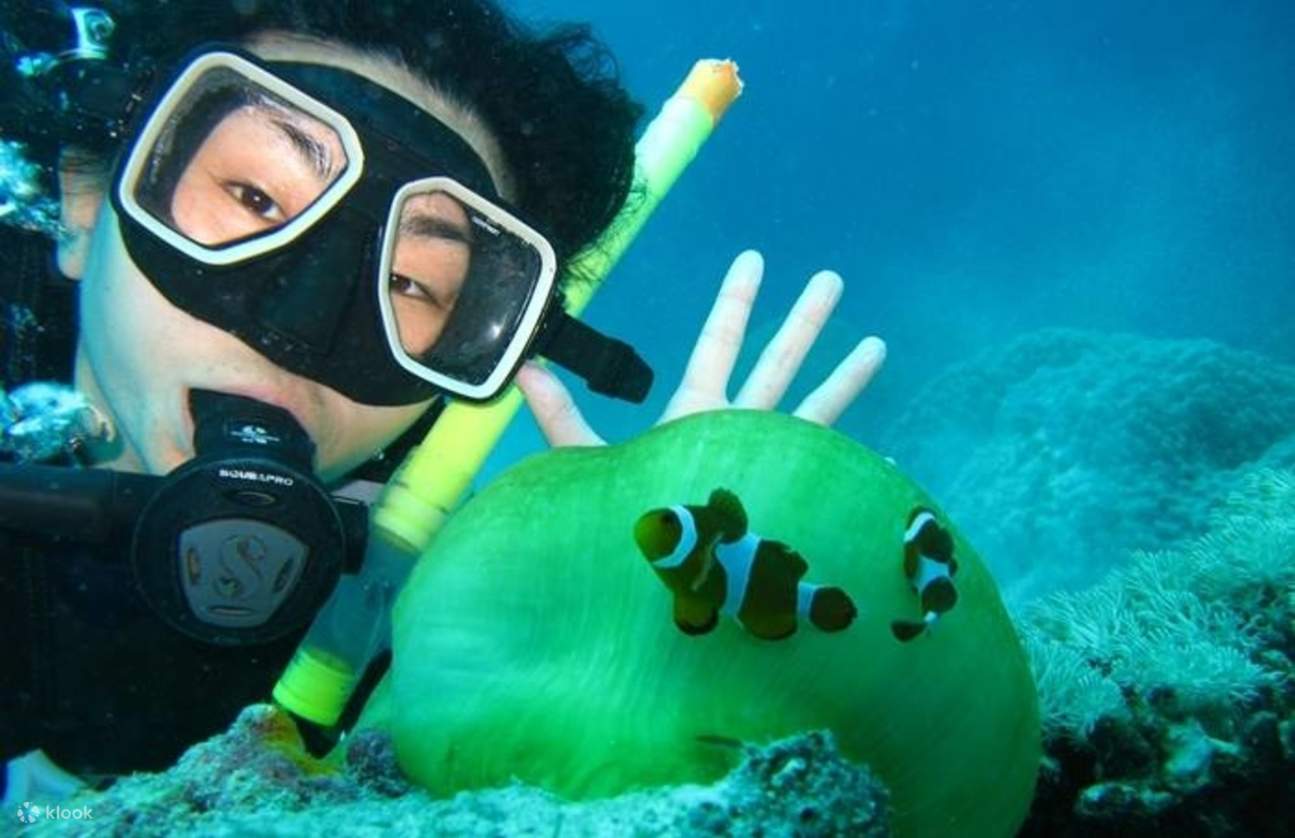 Ảnh thợ lặn chụp với cá Nemo