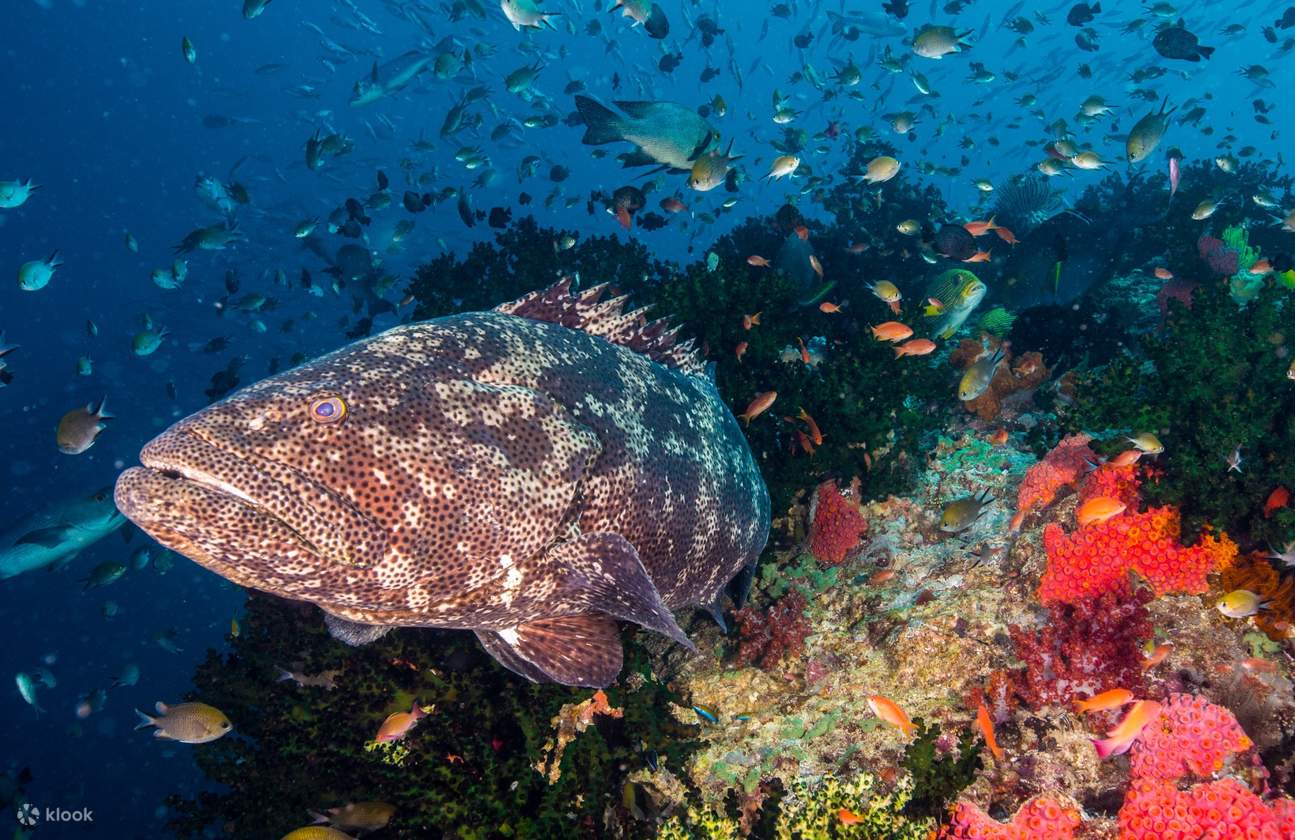 Lihat kawanan barakuda di Taman Nasional Komodo