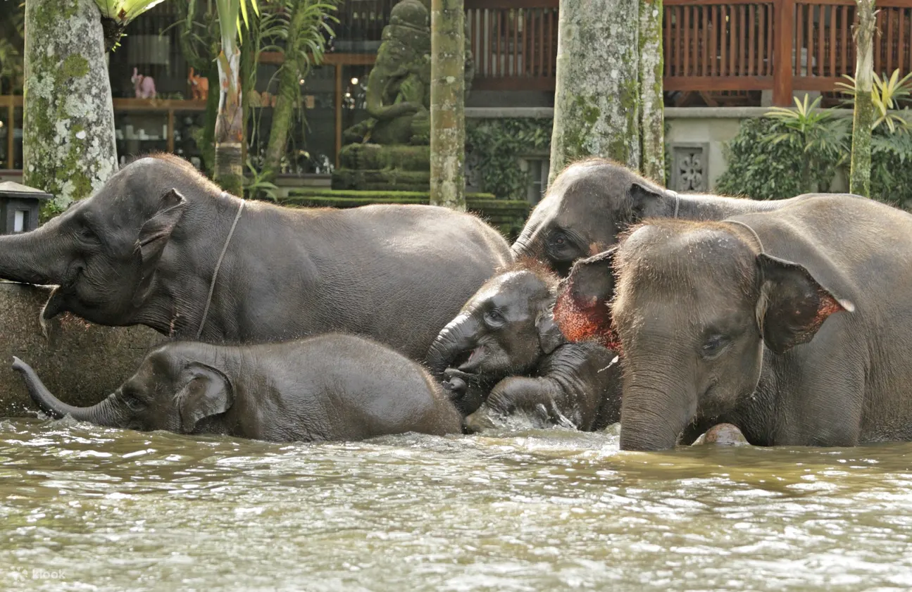 man and woman riding an elephant at mason elephant park
