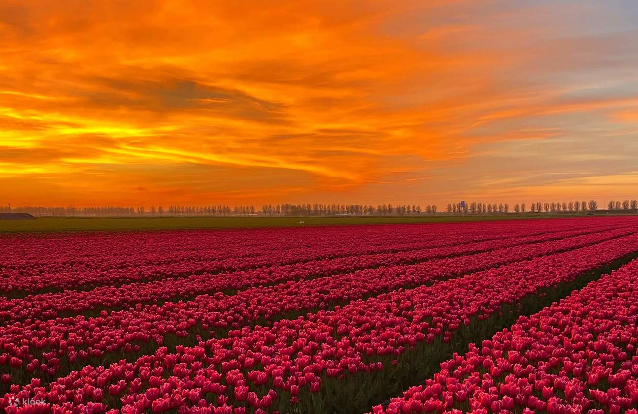 The Tulip Sunset Tour including Dinner, Departure from Amsterdam ...