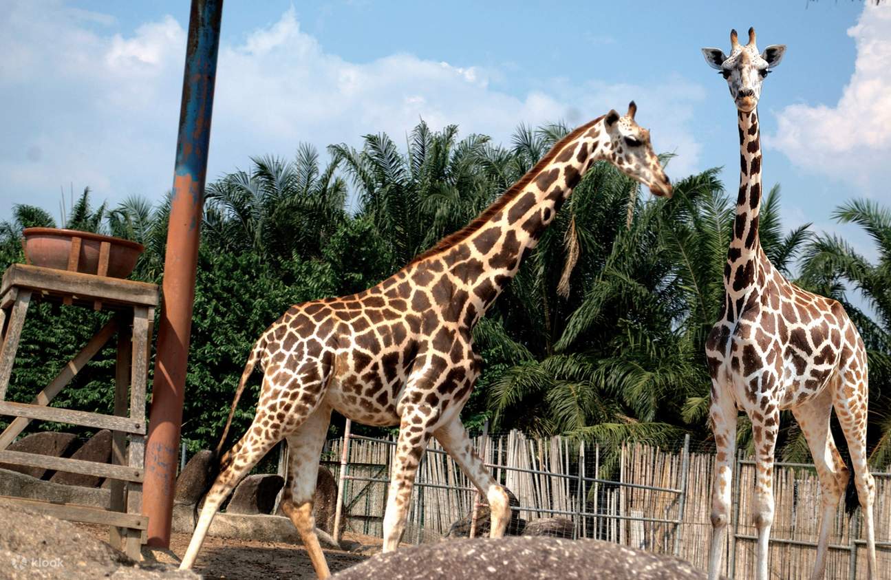 爱法摩沙野生动物园长颈鹿