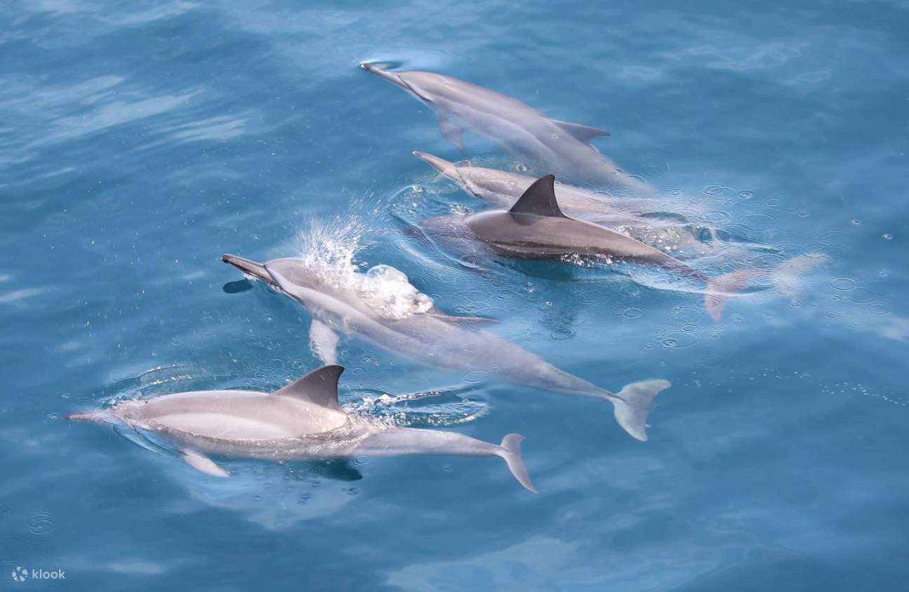 Avistamiento de ballenas en Yilan + Excursión de un día a la geotérmica de Qingshui (Salida desde Taipéi)