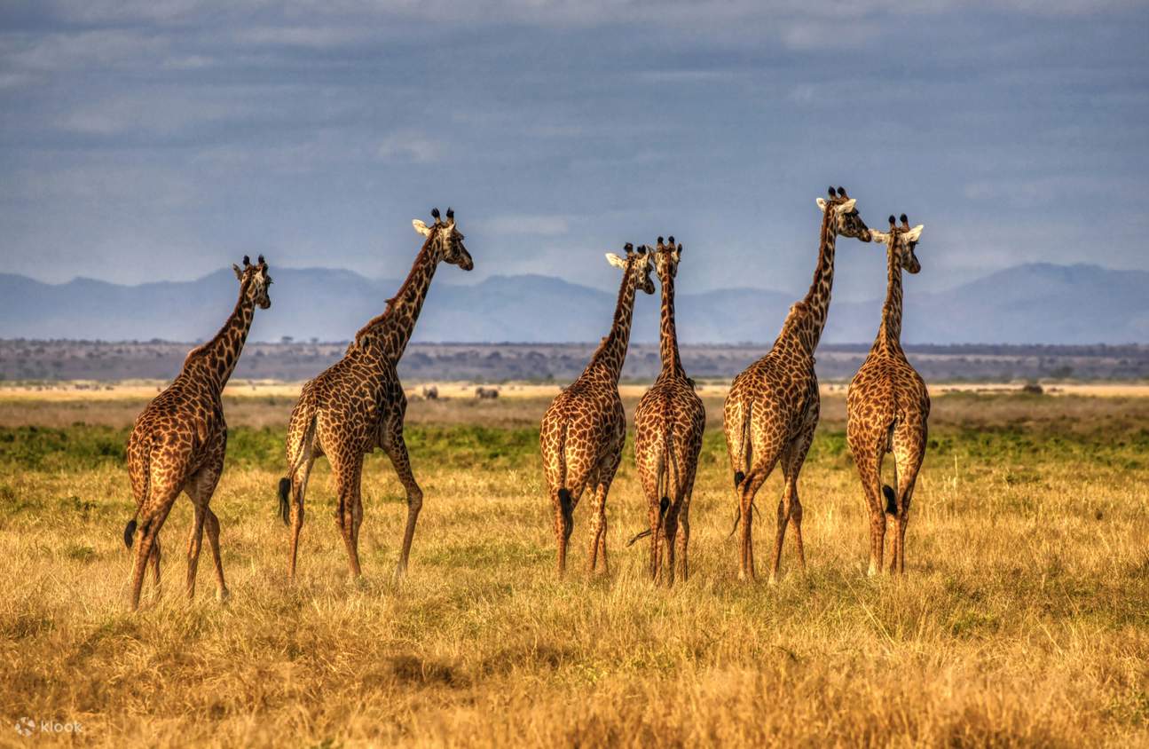 Nairobi National Park Elephant Orphanage Giraffe Center Klook India nairobi-national-park-elephant-orphanage-giraffe-center-klook-india