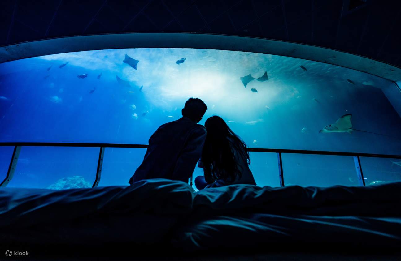 夜の水族館にお泊まり