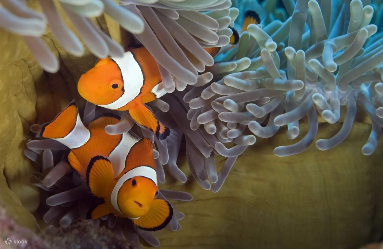 Entdecken Sie das Tauchen in Pemuteran mit der Bali Diving Academy