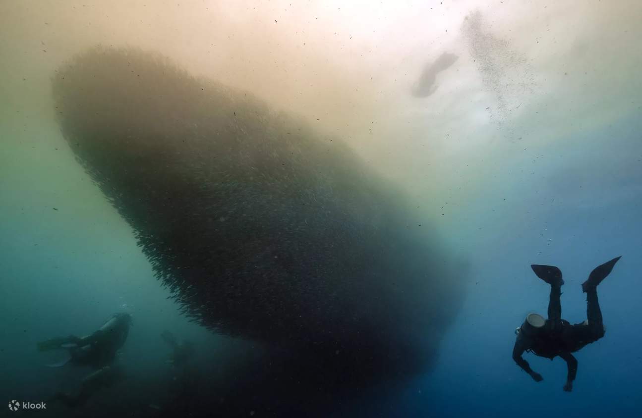 在墨寶進階水肺潛水課程中，親眼見證數百萬條沙丁魚以同步的和諧姿態旋轉的迷人景象。想知道更多關於船潛的資訊嗎？