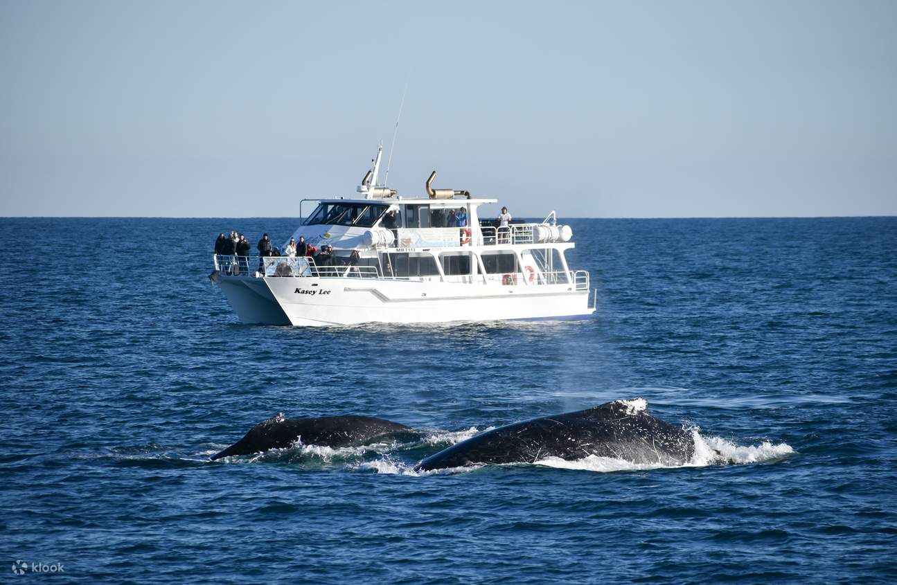 菲利普島南部海岸線海豚和鯨魚觀賞遊船