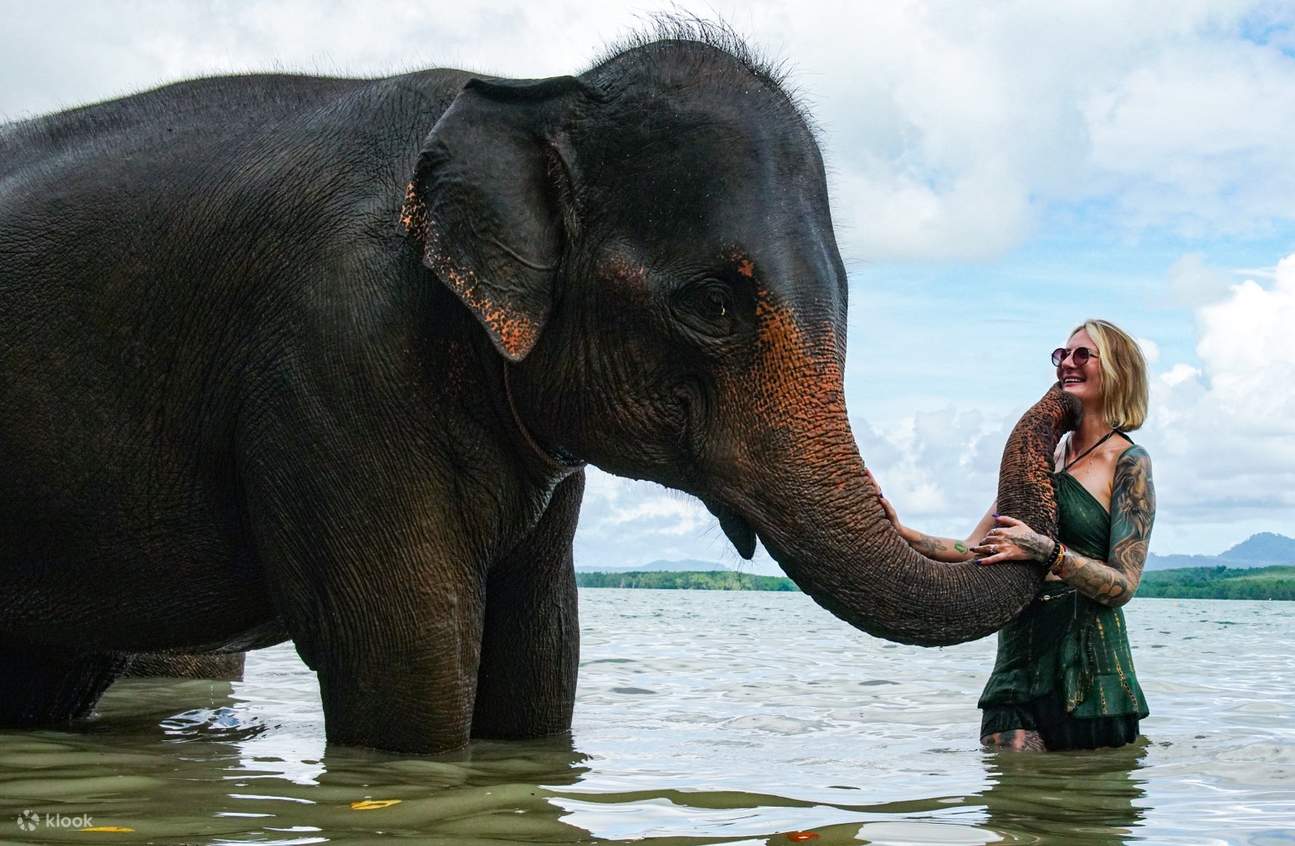 Trải nghiệm với voi và bãi biển tại Phuket Siray Elephant Care Camp