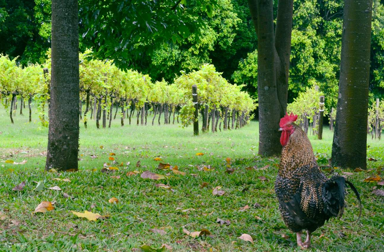 Excursion Fromage et vin de l'arrière-pays sur la Sunshine Coast