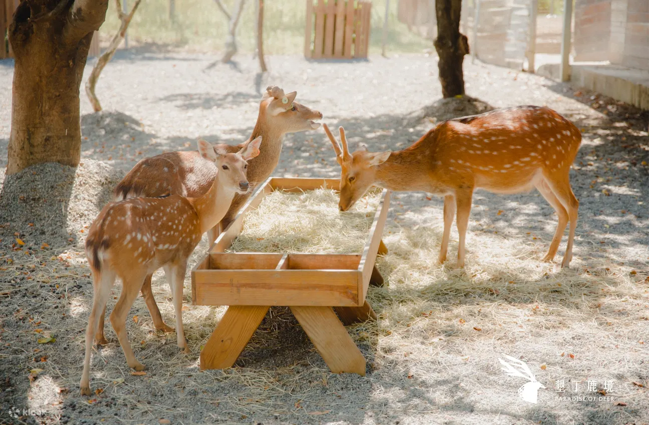 Pingtung Lujing Sika Deer Ecological Park