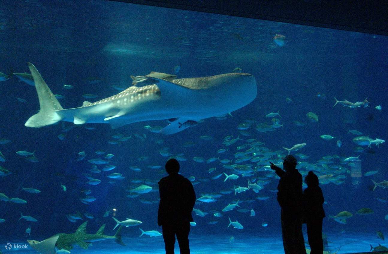 Aquarium Kagoshima
