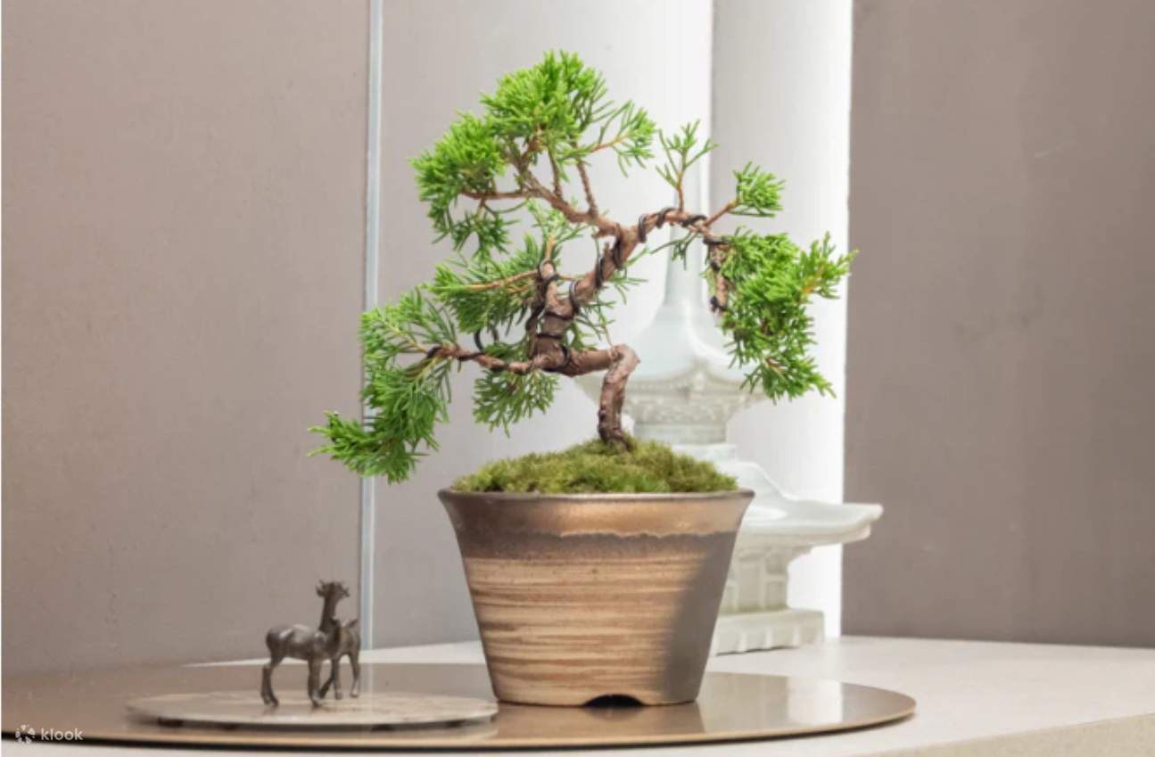 Authentic Bonsai Art Experience: Direct Access from Tokyo Station - Klook