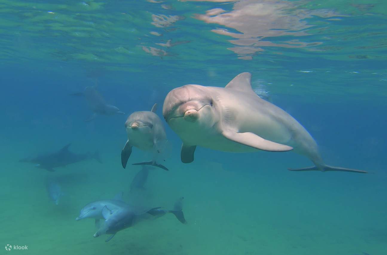 Đến gần với cá heo mũi chai hoang dã trong môi trường sống của chúng