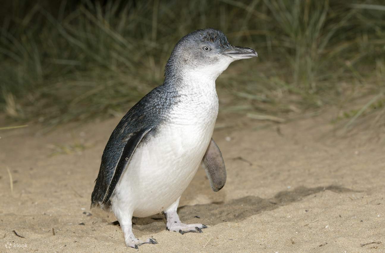 Phillip Island Penguin Parade - petit pingouin