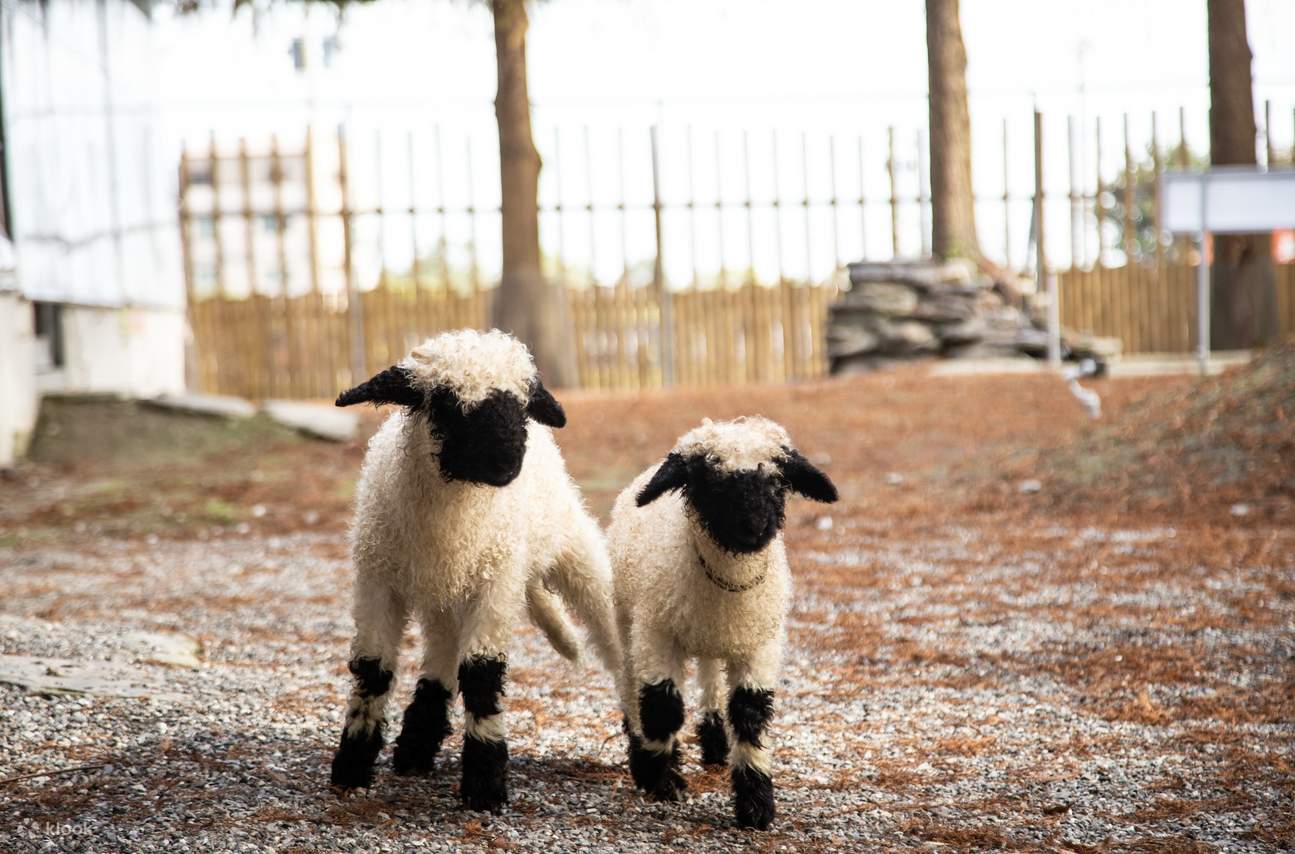 Yilan | Espace Zoo de Waterfront Forest Story