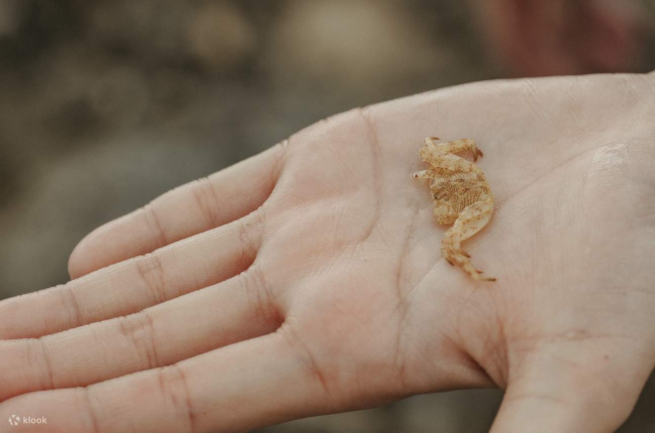 Museum Biologi Laut Pingtung｜Pengalaman Perjalanan: Pemandu Mini・Bersama Ikan・Tur Malam Museum Biologi Laut・Pengalaman Menjelajahi Zona Intertidal