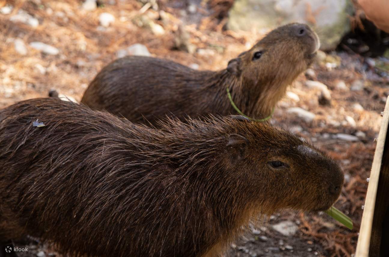 Yilan | Área del Zoológico Waterfront Forest Story