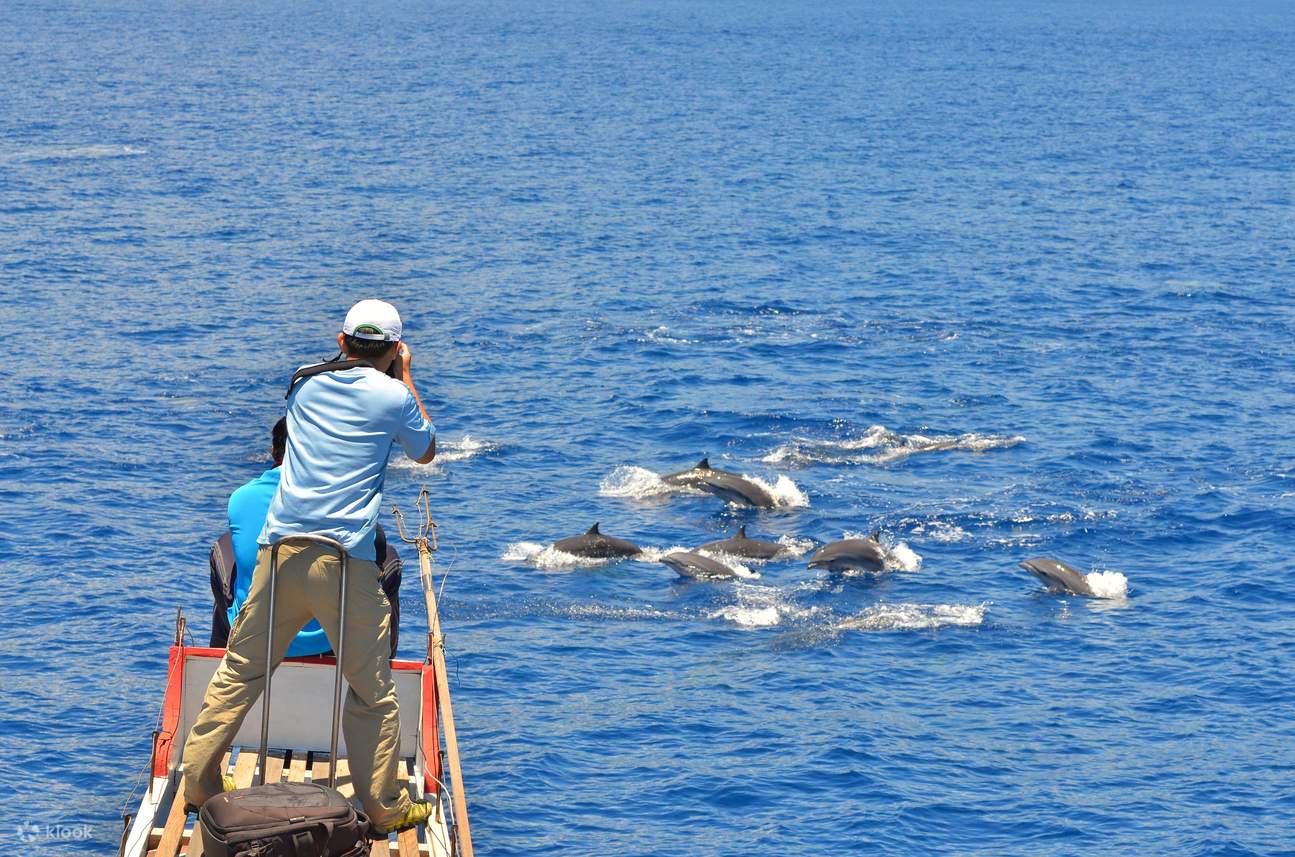 Pengalaman Menonton Paus Taitung