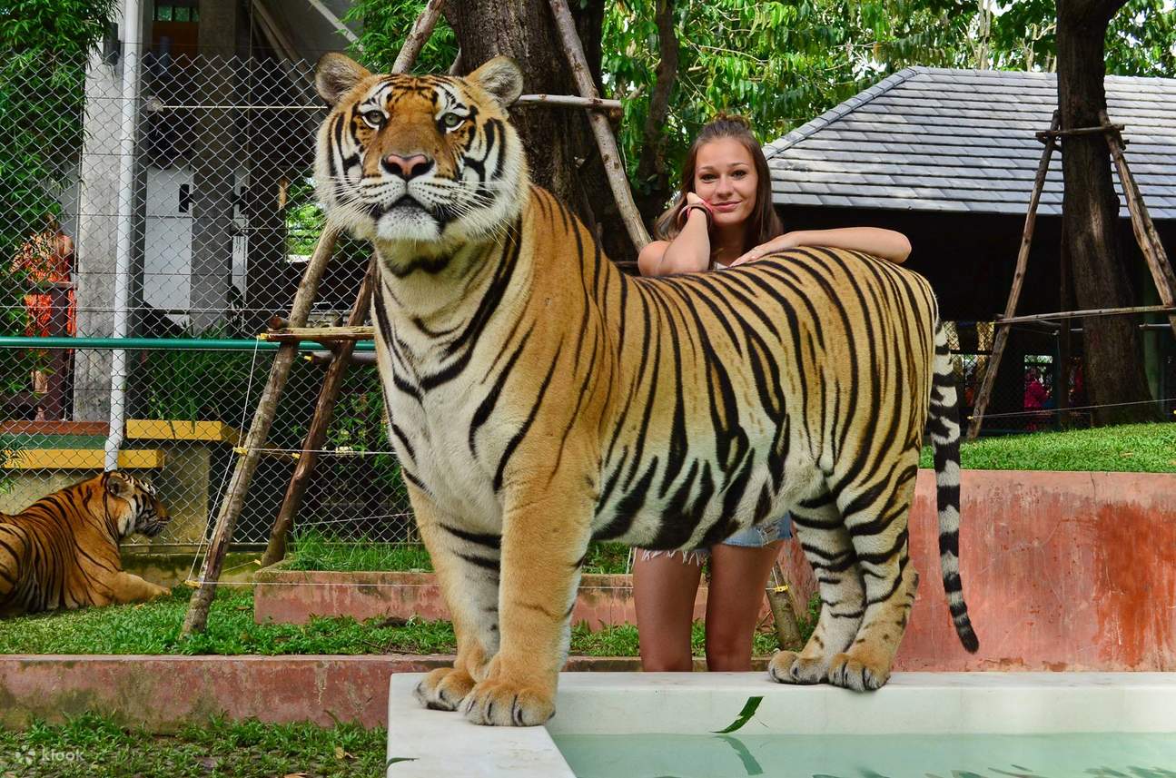 Tagar Regular Tiger Kingdom with Transfer - Klook Estados Unidos