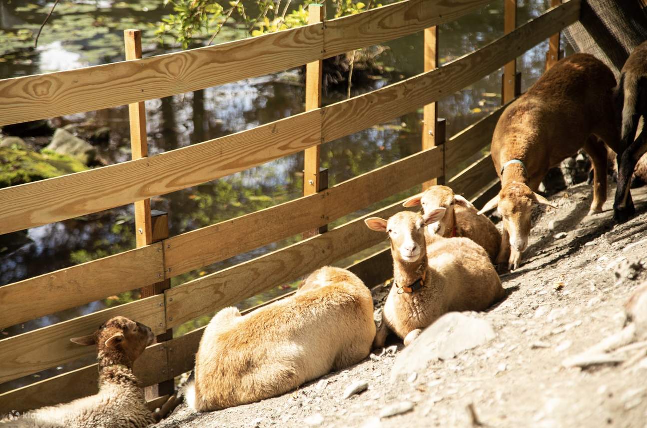 宜蘭 | 水岸森林物語動物園區