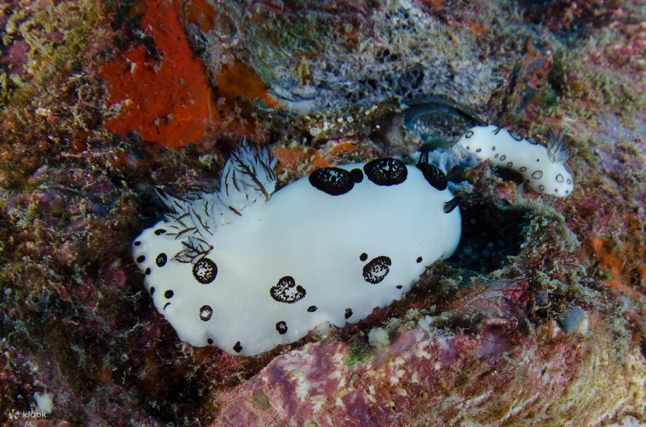 ทริปดำน้ำรอบ เกาะกูด พร้อมดำน้ำ 2 ไดฟ์