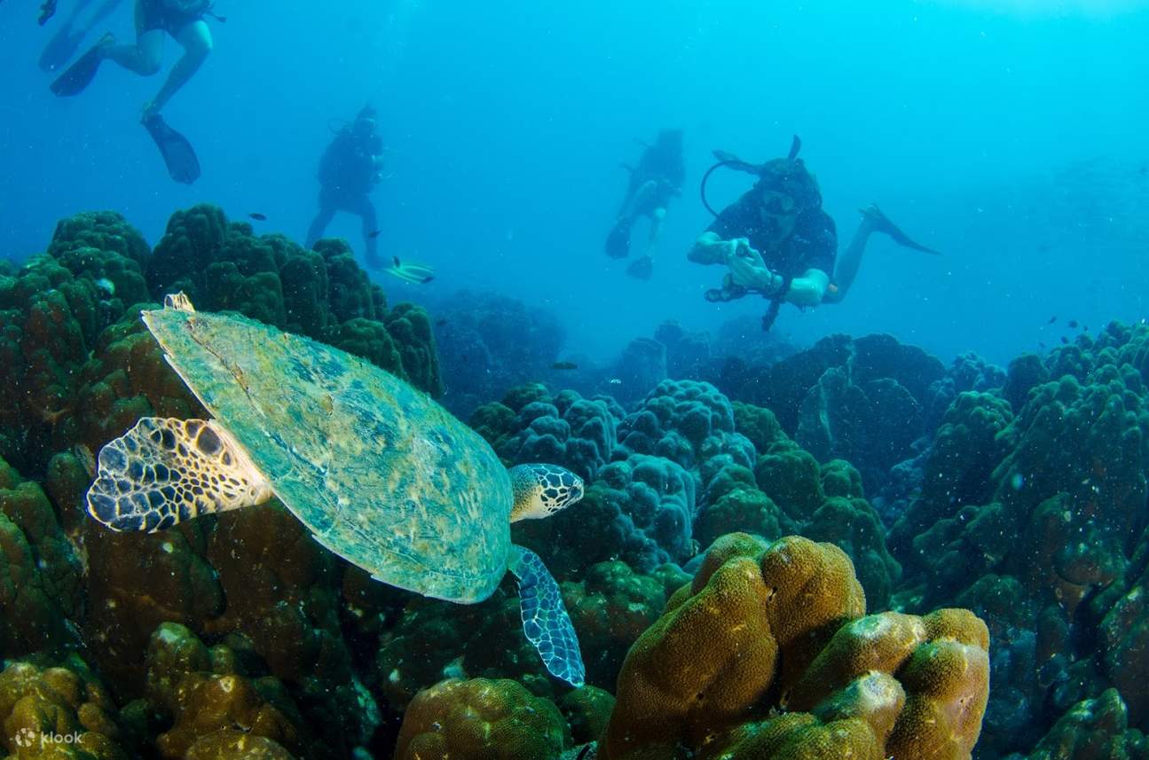 ทริปดำน้ำรอบ เกาะกูด พร้อมดำน้ำ 2 ไดฟ์