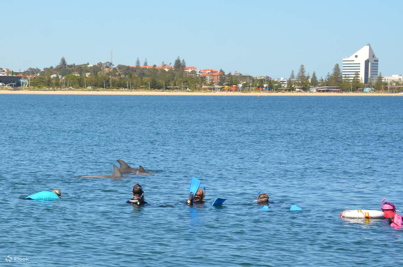 Gặp gỡ những chú cá heo thân thiện của Bunbury từ cự ly gần