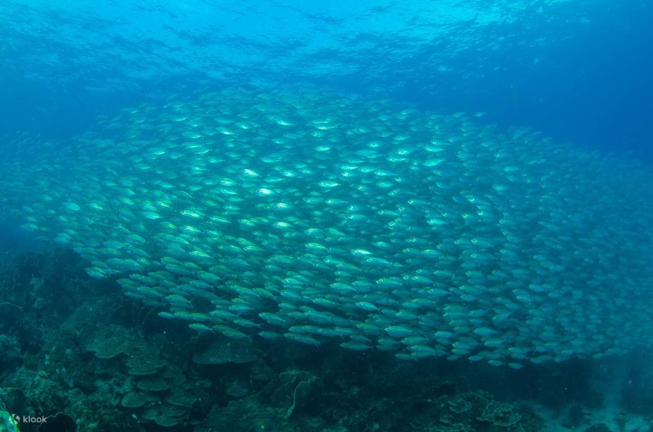 ทริปดำน้ำรอบ เกาะกูด พร้อมดำน้ำ 2 ไดฟ์