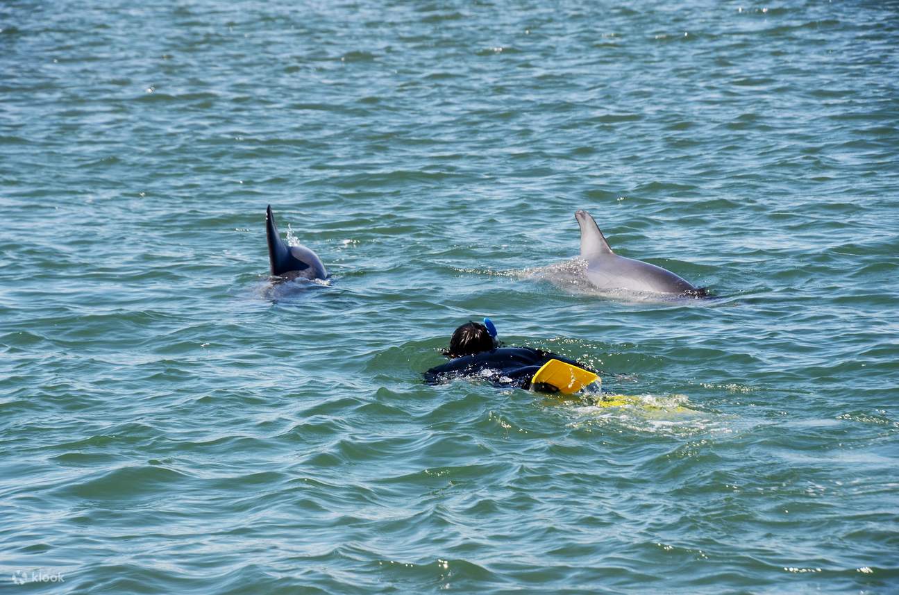 đối mặt với những chú cá heo mũi chai thân thiện của chúng tôi ở Vịnh Koombana