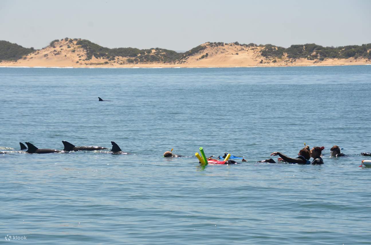 cuộc gặp gỡ trực tiếp tuyệt đẹp với những chú cá heo mũi chai thân thiện của chúng tôi ở Vịnh Koombana