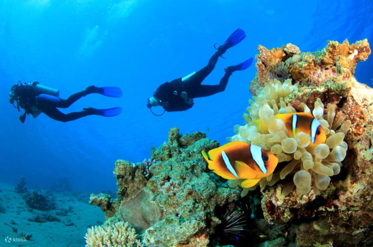 含午餐的潛水艇之旅（適合初學者） - 馬爾薩阿拉姆