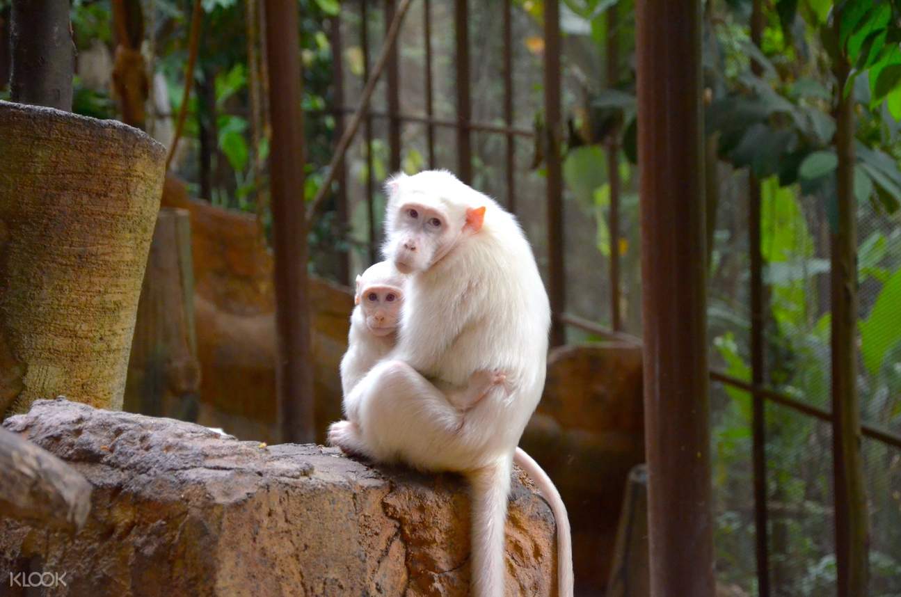 KL Tower Mini Zoo Discount Ticket in Kuala Lumpur, Malaysia Klook