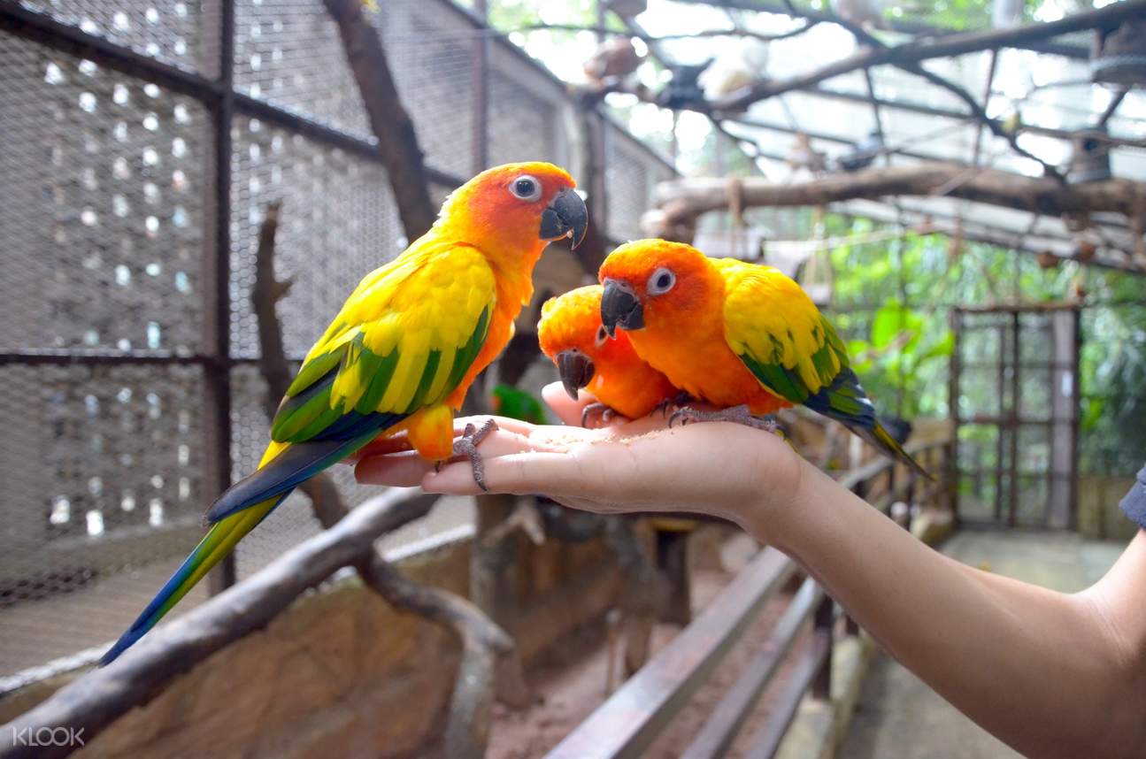 KL Tower Mini Zoo Discount Ticket in Kuala Lumpur, Malaysia