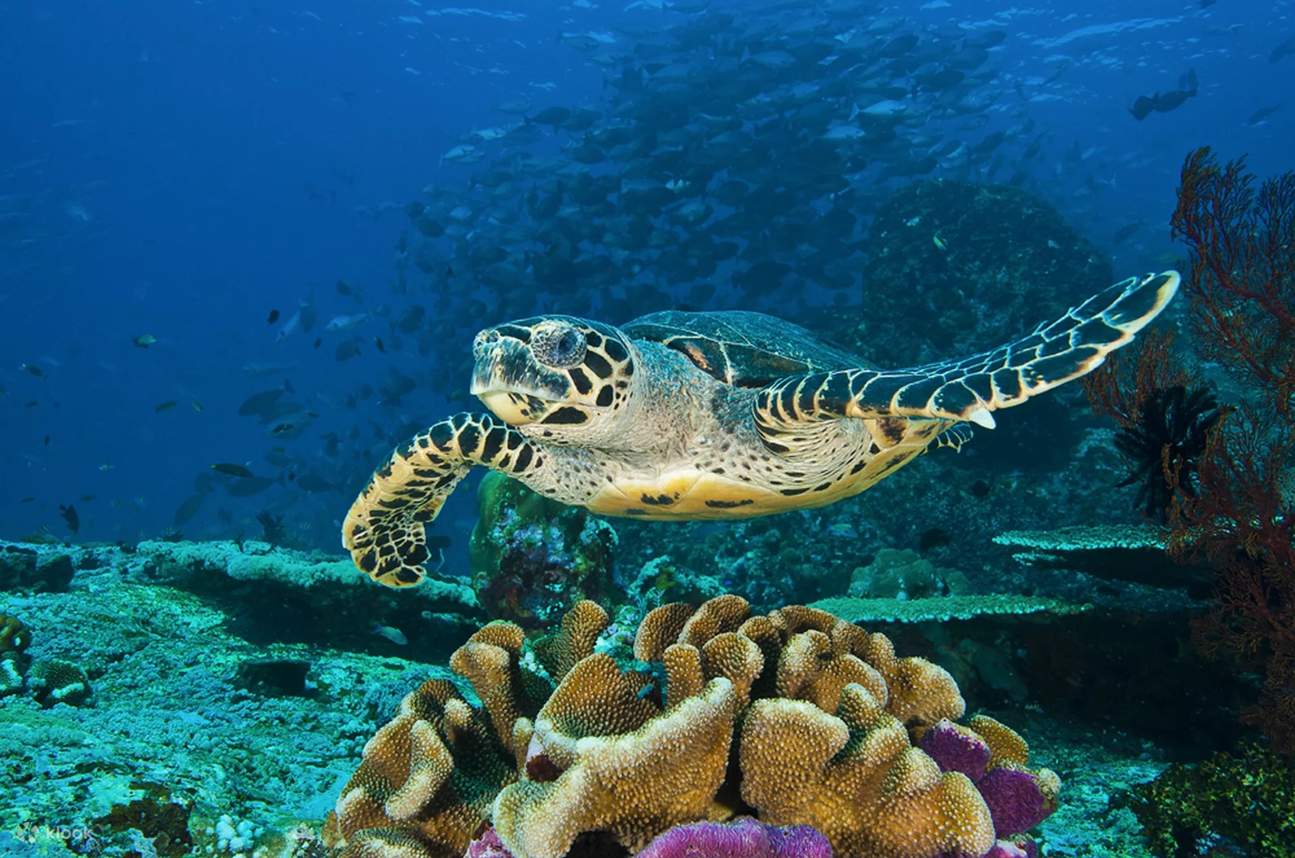 Pagsisid Galugarin ang Lalim kasama ang Advanced Open Water Diver sa Lombok sa ...