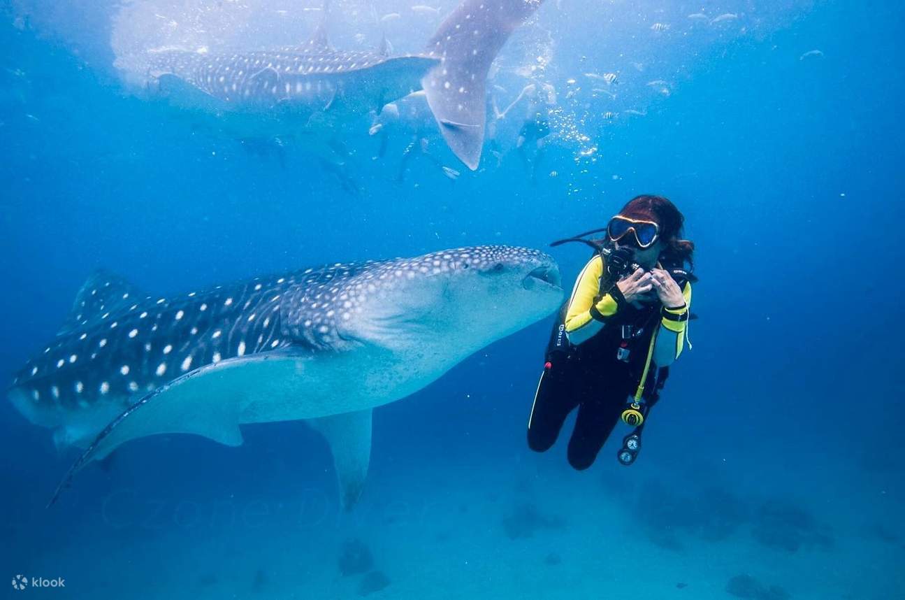 Schwimmen Sie mit dem wunderschönen Walhai