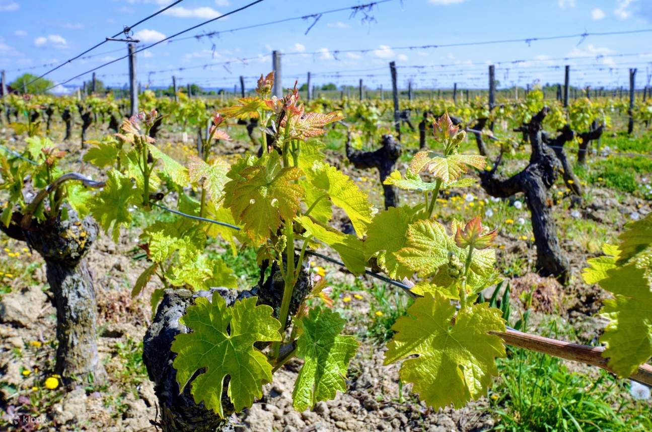 loire valley vineyard tour